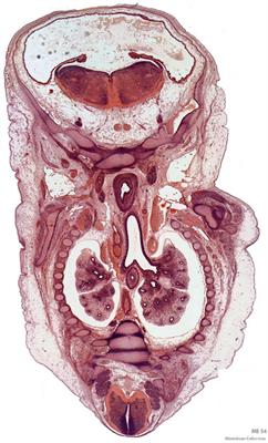 Embryonic development grand challenge: crosslinking advances